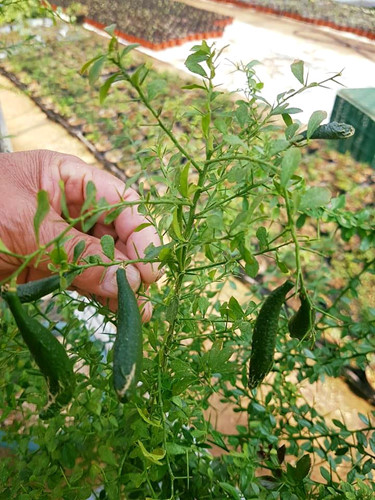 Chanh[-]ngón[-]tay[-]vị[-]lạ[-]3,5[-]triệu/kg[-]làm[-]chị[-]em[-]“phát[-]sốt"